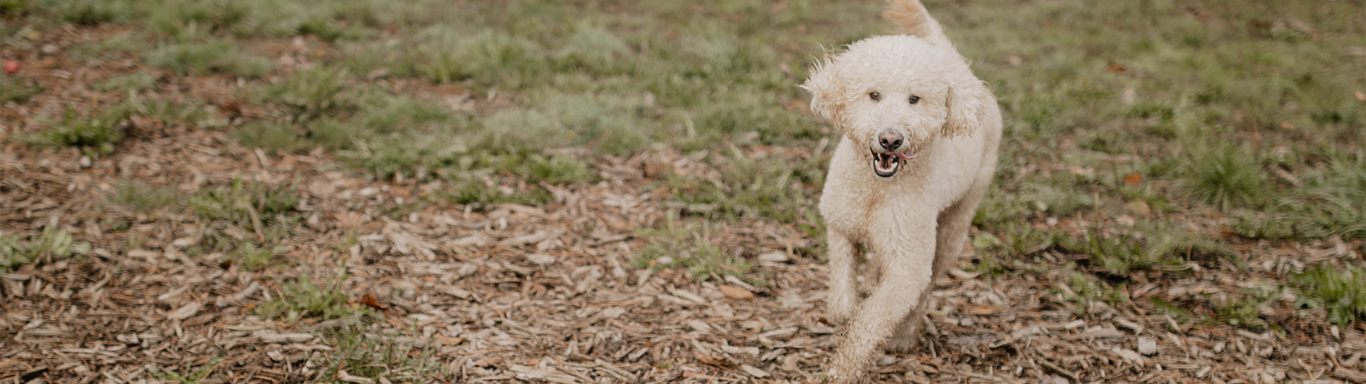 Dog Grooming Near Portland