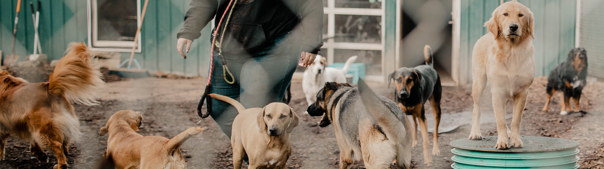 Doggie Daycare Near Portland