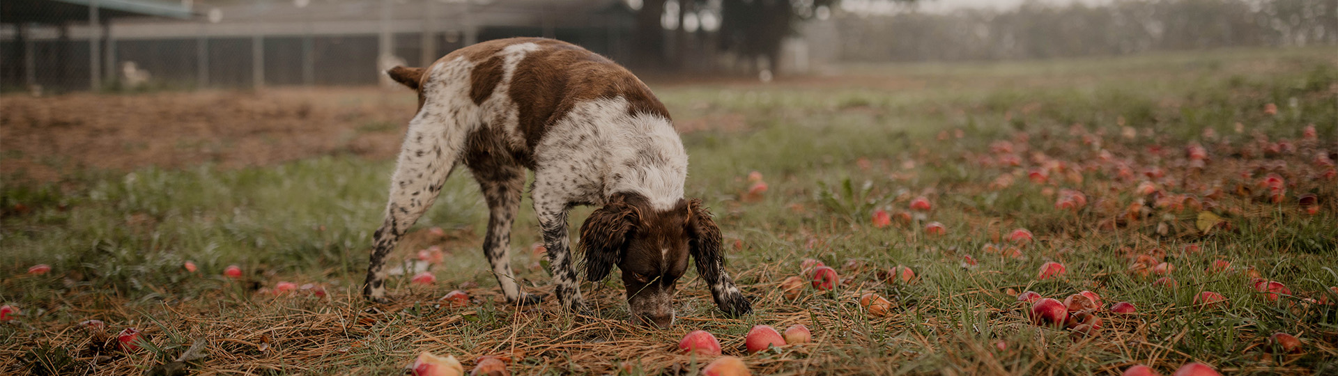 Luxury Kennel for Dogs Near Portland