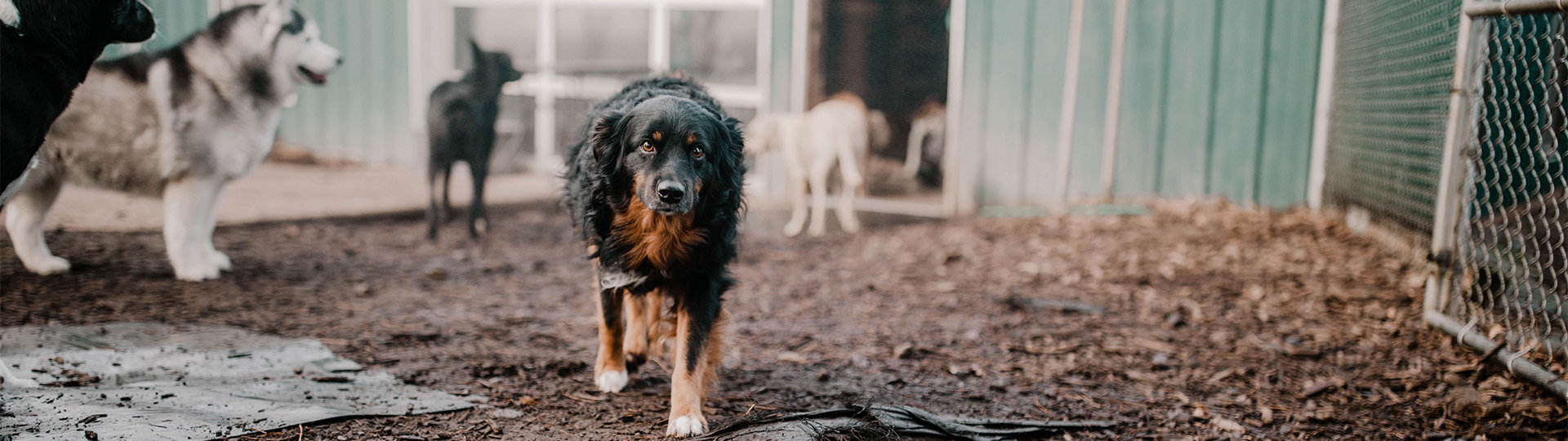 Portland Dog Care