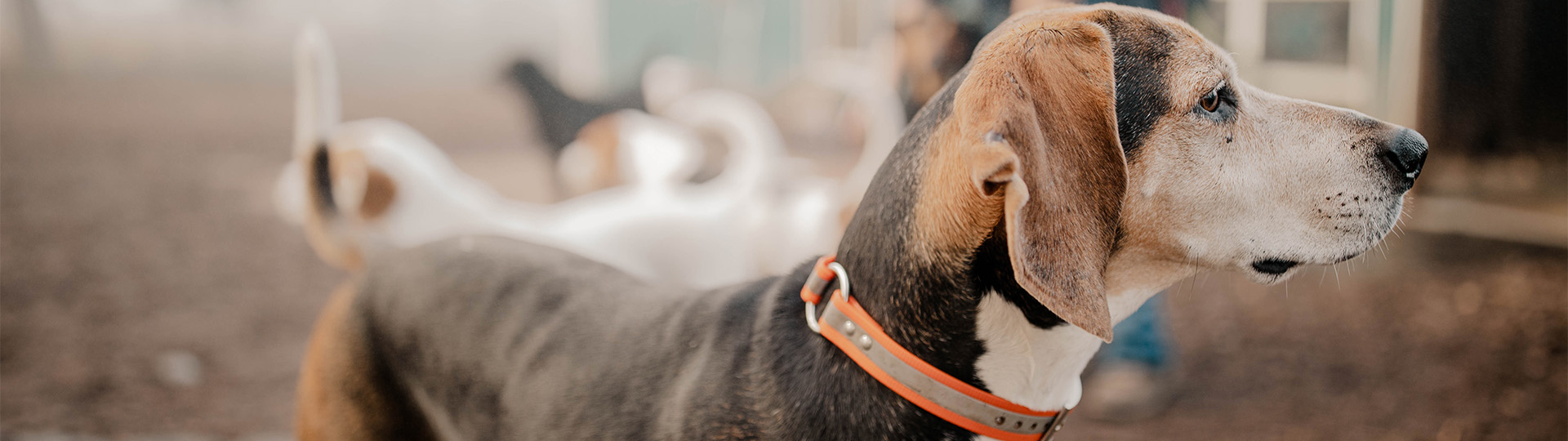 Portland Dog Daycare